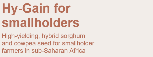 Hy-Gain for smallholders High-yielding, sorghum and cowpea seed